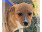 Basenji-Jack Russell Terrier Mix DOG FOR ADOPTION RGADN-1240990 - Ava - Jack