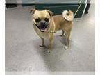 Pug Mix DOG FOR ADOPTION RGADN-1240999 - A513437 - Pug / Mixed (medium coat) Dog