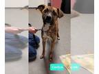 Mountain Cur Mix DOG FOR ADOPTION RGADN-1241001 - Caelyn - Mountain Cur /