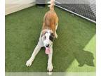 Saint Bernard Mix DOG FOR ADOPTION RGADN-1241003 - ROCKY - Saint Bernard / Mixed