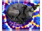 American Pit Bull Terrier-Rat Terrier Mix DOG FOR ADOPTION RGADN-1241028 - TIMMY