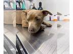 American Pit Bull Terrier Mix DOG FOR ADOPTION RGADN-1241029 - Tank - Pit Bull