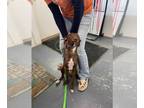 Feist Terrier-Mountain Cur Mix DOG FOR ADOPTION RGADN-1241030 - Hermione -