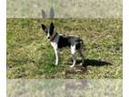 Rat Terrier Mix DOG FOR ADOPTION RGADN-1241035 - Mac - Rat Terrier / Mixed Dog