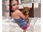 Miniature Pinscher DOG FOR ADOPTION RGADN-1241039 - Serena (Gossip Girl Pups) -