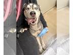 Mix DOG FOR ADOPTION RGADN-1241051 - WUBZEY - Husky (medium coat) Dog For