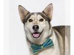 Mix DOG FOR ADOPTION RGADN-1241052 - TRAVIS - Husky (medium coat) Dog For