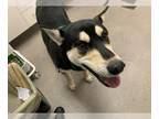 Mix DOG FOR ADOPTION RGADN-1241053 - TRIPS - Husky (medium coat) Dog For