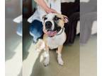 Bullboxer Pit DOG FOR ADOPTION RGADN-1241063 - Lola - Boxer / Pit Bull Terrier /