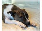 Staffordshire Bull Terrier Mix DOG FOR ADOPTION RGADN-1241067 - Coffee -