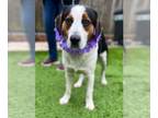 Bernese Mountain Dog DOG FOR ADOPTION RGADN-1241068 - Leroy - Bernese Mountain