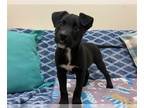 Labrador Retriever Mix DOG FOR ADOPTION RGADN-1241082 - FREDDY - Labrador