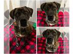 Mastiff Mix DOG FOR ADOPTION RGADN-1241093 - AMELIE - Mastiff / Mixed (medium