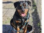 Rottweiler DOG FOR ADOPTION RGADN-1241115 - COLD BREW - Rottweiler (medium coat)