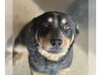 Rottweiler Mix DOG FOR ADOPTION RGADN-1241125 - Natalia - Australian Cattle