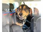 Black and Tan Coonhound Mix DOG FOR ADOPTION RGADN-1241138 - Nash - Black and