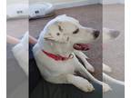 Labrador Retriever Mix DOG FOR ADOPTION RGADN-1241142 - Blitzen - Labrador