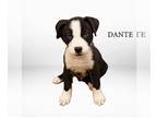 Huskies Mix DOG FOR ADOPTION RGADN-1241144 - Dante - Husky / Mixed (medium coat)