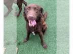 Chocolate Labrador retriever Mix DOG FOR ADOPTION RGADN-1241145 - Luka -
