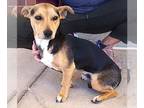 Beagle Mix DOG FOR ADOPTION RGADN-1241147 - Chex - Beagle / Mixed (short coat)