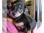 Miniature Pinscher Mix DOG FOR ADOPTION RGADN-1241155 - Marquez - Miniature