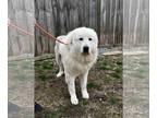 Great Pyrenees Mix DOG FOR ADOPTION RGADN-1241157 - Courtland - Great Pyrenees /