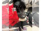 Labrador Retriever DOG FOR ADOPTION RGADN-1241158 - LUCKY - Labrador Retriever