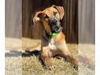 Great Dane DOG FOR ADOPTION RGADN-1241173 - Otto - Great Dane Dog For Adoption