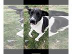Labrador Retriever Mix DOG FOR ADOPTION RGADN-1241178 - Jagger - Labrador