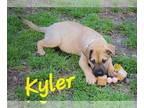 Labrador Retriever Mix DOG FOR ADOPTION RGADN-1241183 - Kyler - Labrador