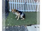 American Foxhound Mix DOG FOR ADOPTION RGADN-1241199 - *WALLEN - American