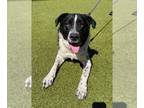 Pointer Mix DOG FOR ADOPTION RGADN-1241207 - BORY - Australian Cattle Dog/Blue