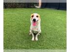 Parson Russell Terrier Mix DOG FOR ADOPTION RGADN-1241210 - CLEMSON - Parson