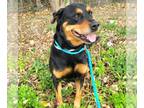 Labrottie DOG FOR ADOPTION RGADN-1241232 - BELLA - Rottweiler / Labrador