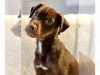 Labrador Retriever Mix DOG FOR ADOPTION RGADN-1241233 - Brownie Sundae -