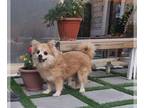Pomeranian DOG FOR ADOPTION RGADN-1241234 - Titus - Pomeranian Dog For Adoption