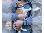 Beagle Mix DOG FOR ADOPTION RGADN-1241242 - Rusty - Beagle / Mixed Dog For