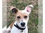 Jack Russell Terrier Mix DOG FOR ADOPTION RGADN-1241246 - Brenda - Jack Russell