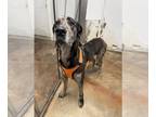 Great Dane DOG FOR ADOPTION RGADN-1241262 - Eko - Great Dane Dog For Adoption