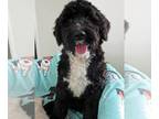 Portuguese Water Dog DOG FOR ADOPTION RGADN-1241268 - Willy - Portuguese Water