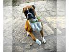 Boxer DOG FOR ADOPTION RGADN-1241282 - Sarge III - Boxer Dog For Adoption