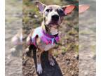 Catahoula Leopard Dog Mix DOG FOR ADOPTION RGADN-1241291 - Milk Dud *SWEET GIRL*