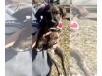 Labrador Retriever-Spaniel Mix DOG FOR ADOPTION RGADN-1241297 - Debbie - Spaniel