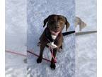 Labrador Retriever DOG FOR ADOPTION RGADN-1241306 - Brownie - Labrador Retriever