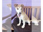 Huskies Mix DOG FOR ADOPTION RGADN-1241311 - **TOTEM** Adoption Event-Sun