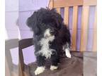 ShiChi DOG FOR ADOPTION RGADN-1241317 - **JUNE** Adoption Event-Sun