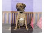 Labrador Retriever-Spaniel Mix DOG FOR ADOPTION RGADN-1241321 - **BELLE**