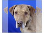 Labrador Retriever Mix DOG FOR ADOPTION RGADN-1241323 - PJ - Labrador Retriever