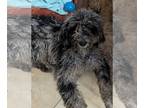 Poodle (Standard) DOG FOR ADOPTION RGADN-1241328 - Jackie - Poodle (Standard)