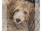 Goldendoodle DOG FOR ADOPTION RGADN-1241334 - Dallas - Golden Retriever / Poodle